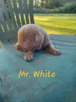 Grandview 2, a male Labrador Retriever for sale in Grandview, TN – 1 of 2