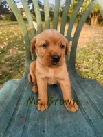 Mr. Brown , a male Labrador Retriever for sale in Grandview, TN – 3 of 3