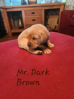 MR. DARK Brown , a male Labrador Retriever for sale in Grandview, TN – 2 of 2