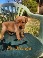 Ms. Orange , a female Labrador Retriever for sale in Grandview, TN – 3 of 3