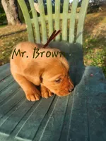 Mr. Brown , a male Labrador Retriever for sale in Grandview, TN – 2 of 3