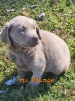Ms. Silver, a female Labrador Retriever for sale in Grandview, TN – 2 of 3