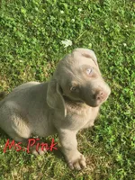 Ms. PINK, a female Labrador Retriever for sale in Grandview, TN – 3 of 3