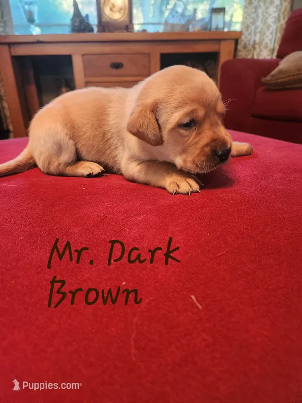 MR. GREEN – Labrador Retriever puppy for sale in Grandview, TN