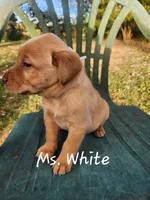 Ms. White, a female Labrador Retriever for sale in Grandview, TN – 2 of 3