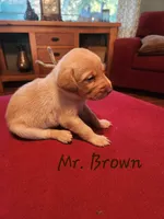 Mr. Brown , a male Labrador Retriever for sale in Grandview, TN – 2 of 2