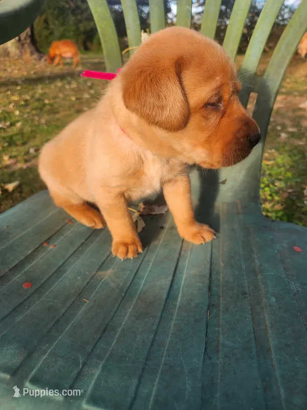 Mr. RED – Labrador Retriever puppy for sale in Grandview, TN
