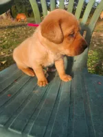 Mr. RED, a male Labrador Retriever for sale in Grandview, TN – 1 of 3