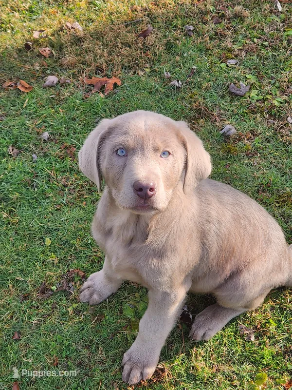 Grandview 2 – Labrador Retriever puppy for sale in Grandview, TN