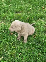 Grandview 2, a female Labrador Retriever for sale in Grandview, TN – Photo 2 of 2