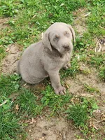 Grandview 2, a female Labrador Retriever for sale in Grandview, TN – Photo 1 of 2