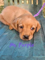 Ms. PURPLE , a female Labrador Retriever for sale in Grandview, TN – 2 of 3