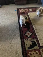 Snow, a female Pomeranian for sale in Deer River, MN – Photo 4 of 4