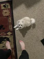 Snow, a female Pomeranian for sale in Deer River, MN – Photo 3 of 4