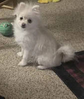 Snow, a female Pomeranian for sale in Deer River, MN – Photo 2 of 4