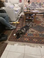 Shinzo, a male Akita for sale in Irvine, CA – 3 of 3