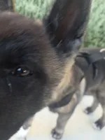 Shinzo, a male Akita for sale in Irvine, CA – 2 of 3