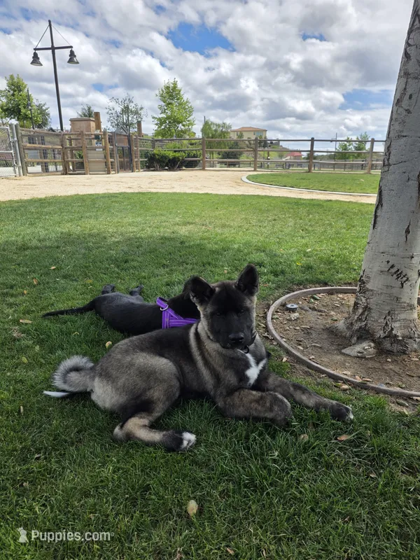 Shinzo – Akita puppy for sale in Irvine, CA