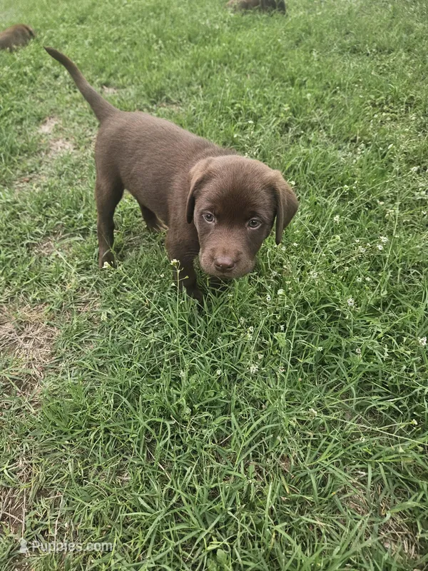 Green Collar – Labrador Retriever puppy for sale in Lago Vista, TX