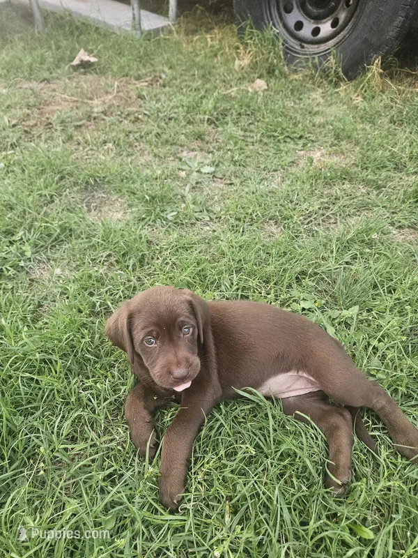 Purple Collar – Labrador Retriever puppy for sale in Lago Vista, TX