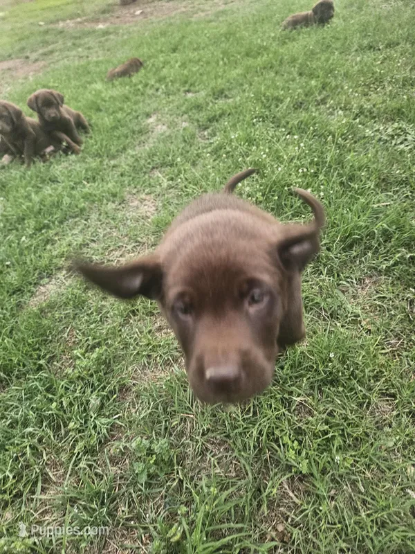 Red Collar – Labrador Retriever puppy for sale in Lago Vista, TX
