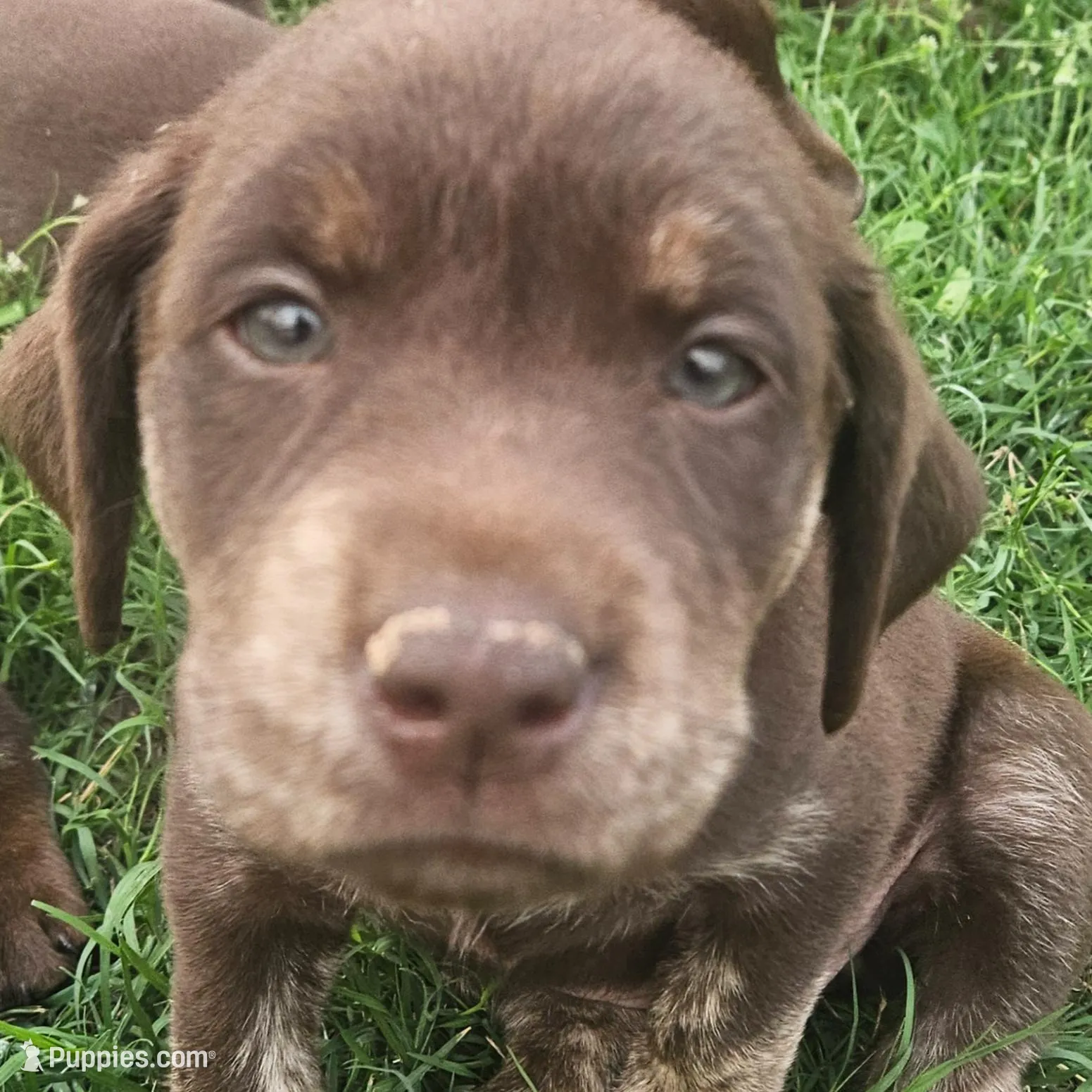 Blondie – Labrador Retriever puppy for sale in Lago Vista, TX
