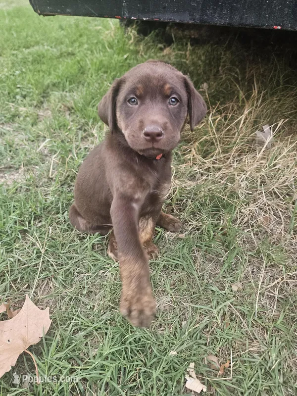 Pink Collar  – Labrador Retriever puppy for sale in Lago Vista, TX