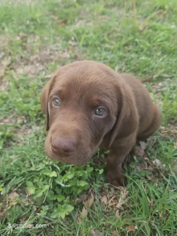 Blue Collar – Labrador Retriever puppy for sale in Lago Vista, TX