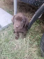 Black Collar, a male Labrador Retriever for sale in Lago Vista, TX – Photo 2 of 2