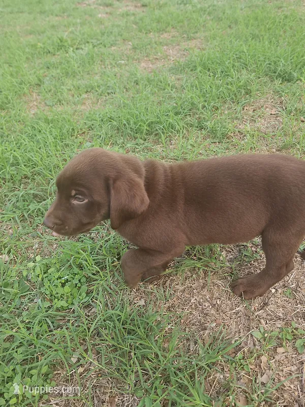 Black Collar – Labrador Retriever puppy for sale in Lago Vista, TX