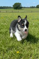 Minnie, a female Pembroke Welsh Corgi for sale in Floral City, FL – 3 of 5