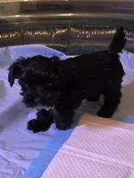 Toby, a male Yorkshire Terrier for sale in Floral City, FL – 2 of 2