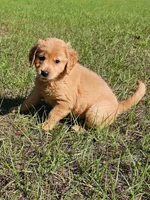 Sandy , a female Golden Retriever for sale in Floral City, FL – 2 of 5