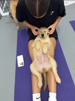 Maggie , a female Golden Retriever for sale in Floral City, FL – 1 of 3