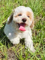 Stella, a female Aussiedoodle for sale in Floral City, FL – 2 of 6
