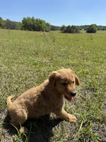 Sandy , a female Golden Retriever for sale in Floral City, FL – 5 of 5