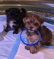 Princess , a female Yorkshire Terrier for sale in Floral City, FL – 3 of 4