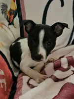 Oreo , a male Rat Terrier for sale in Floral City, FL – Photo 3 of 3