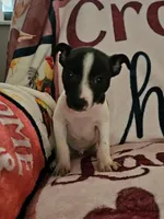 Oreo , a male Rat Terrier for sale in Floral City, FL – Photo 2 of 3