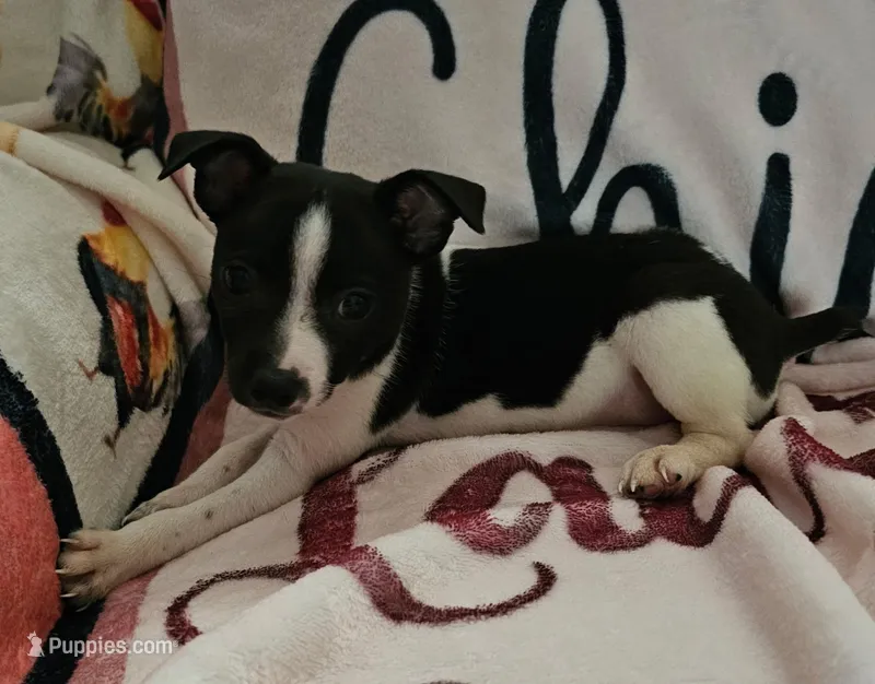 Oreo , a male Rat Terrier for sale in Floral City, FL – Photo 1 of 3