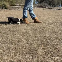 Lainey , a female Border Collie for sale in Floral City, FL – Photo 3 of 5