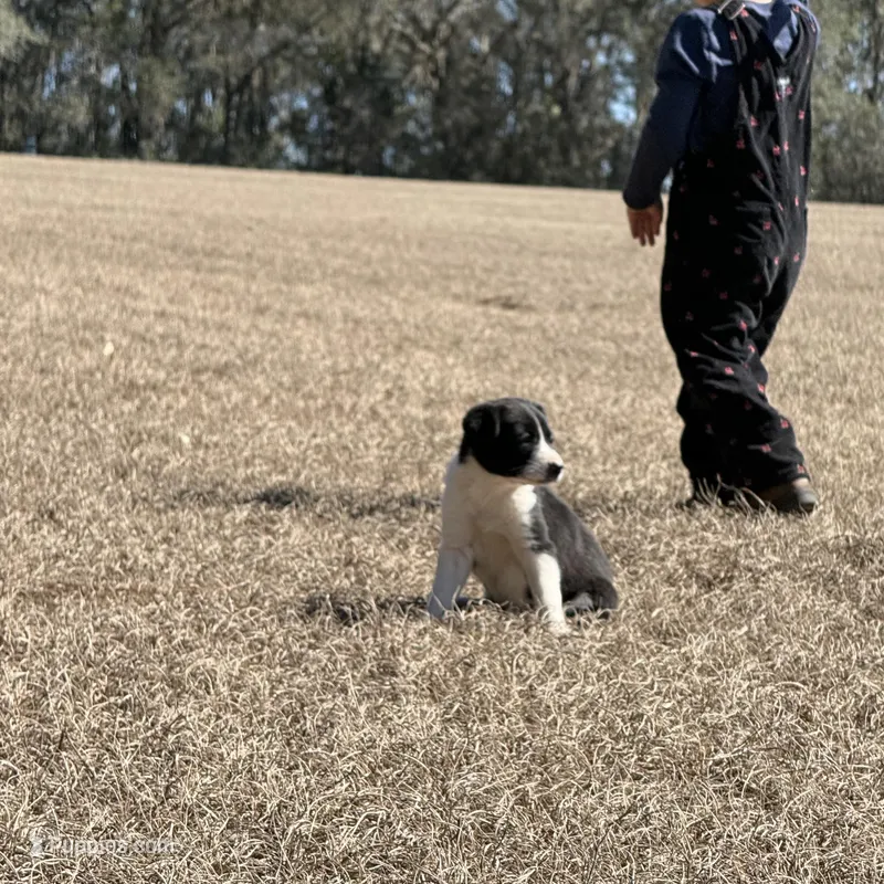 Lainey , a female Border Collie for sale in Floral City, FL – Photo 1 of 5