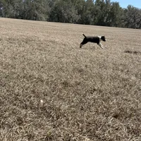 Lainey , a female Border Collie for sale in Floral City, FL – Photo 2 of 5