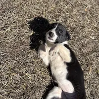 Lainey , a female Border Collie for sale in Floral City, FL – Photo 5 of 5
