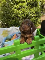 Bosco , a male Miniature Dachshund for sale in Floral City, FL – Photo 6 of 7