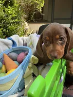 Bosco , a male Miniature Dachshund for sale in Floral City, FL – Photo 2 of 7
