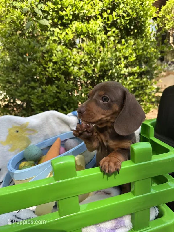 Bosco  – Miniature Dachshund puppy for sale in Floral City, FL