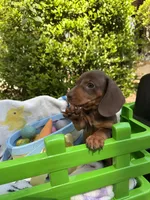 Bosco , a male Miniature Dachshund for sale in Floral City, FL – Photo 1 of 7
