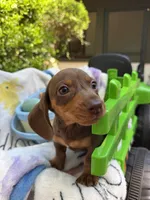 Bosco , a male Miniature Dachshund for sale in Floral City, FL – Photo 3 of 7