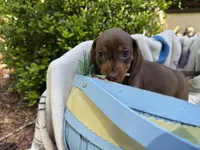 Bosco , a male Miniature Dachshund for sale in Floral City, FL – Photo 5 of 7